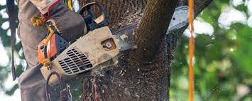 Best Tree Mulching  in Kennesaw State University, GA