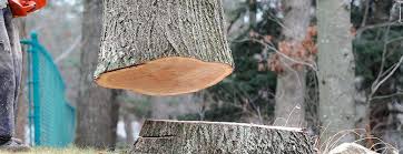 Best Tree Preservation Services  in Kennesaw State University, GA