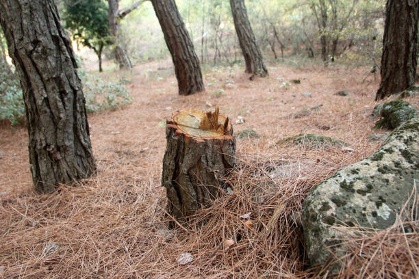Best Tree Cabling and Bracing  in Kennesaw State University, GA