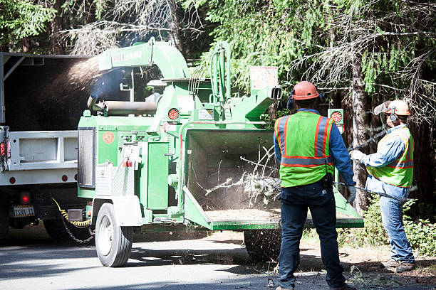 Best Tree Removal  in Kennesaw State University, GA